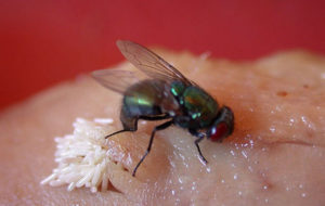 fly laying eggs