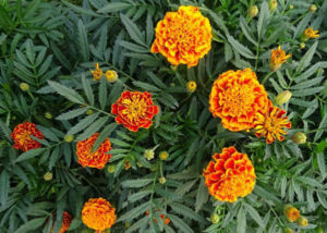 marigold in garden
