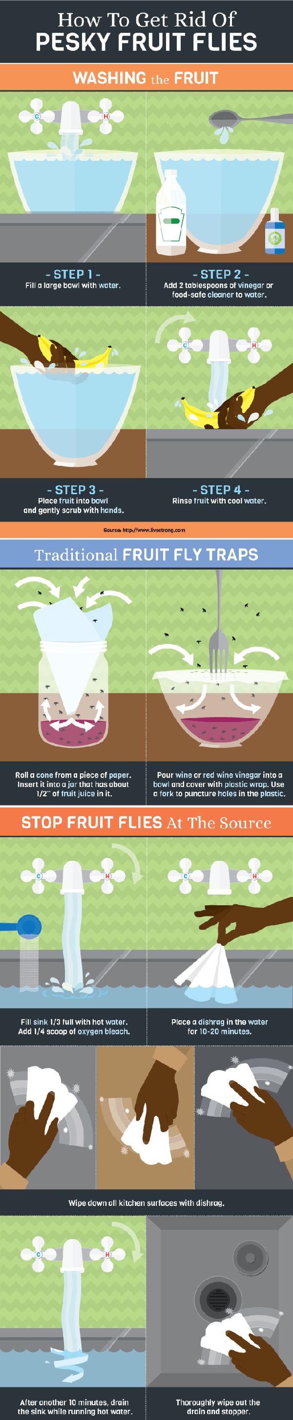 fruit fly infographic