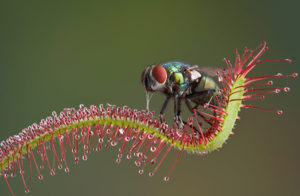 fly stuck in sundew plant