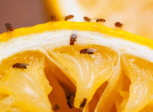 fruit fly infestation on citrus