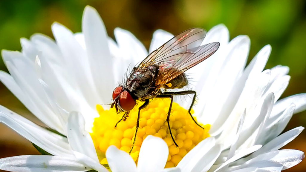 are flies pollinators - fly on a flower