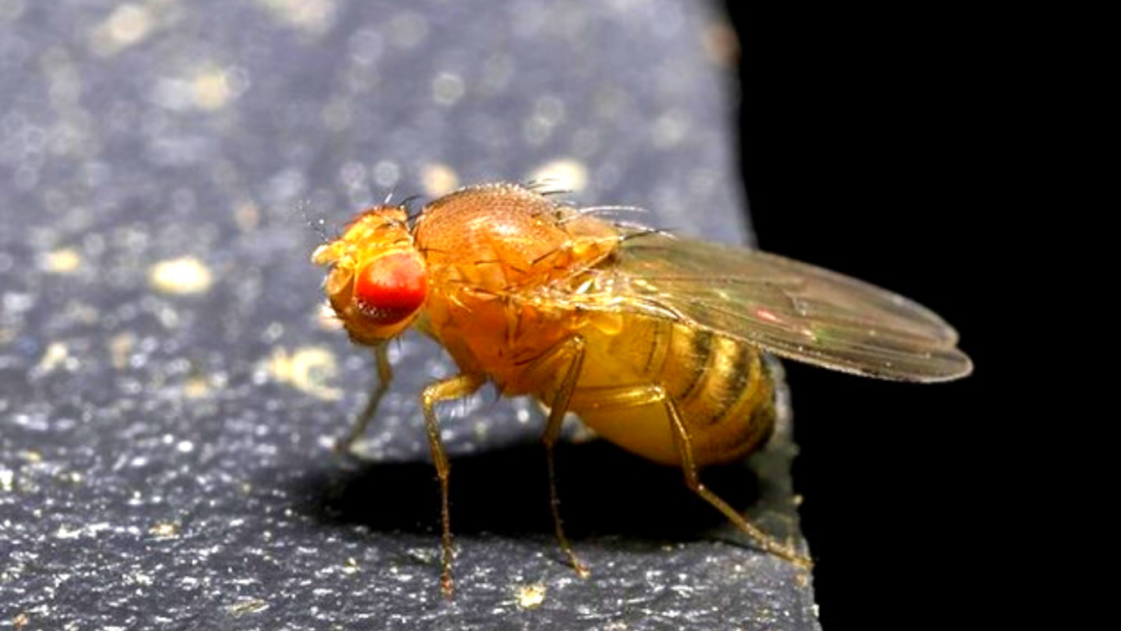 can fruit flies makes you sick