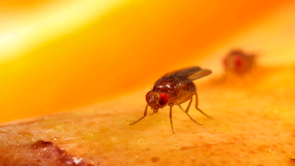 can fruit flies makes you sick
