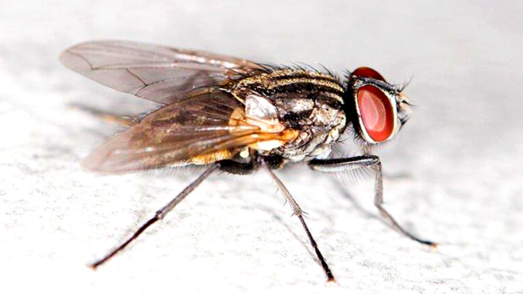 get rid of cluster flies