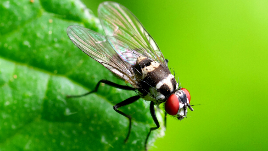 get rid of cluster flies