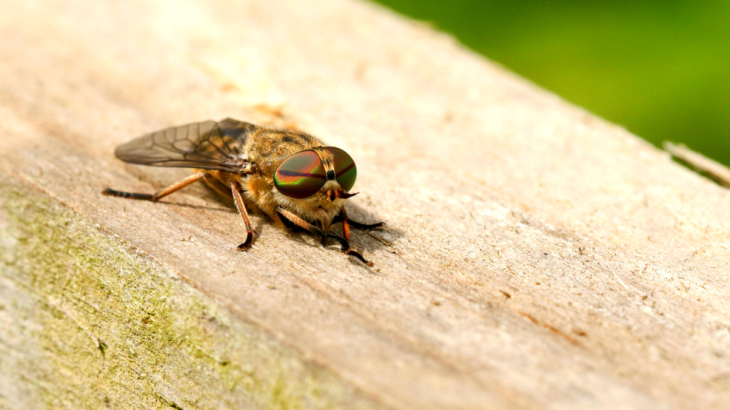 how to get rid of horse flies