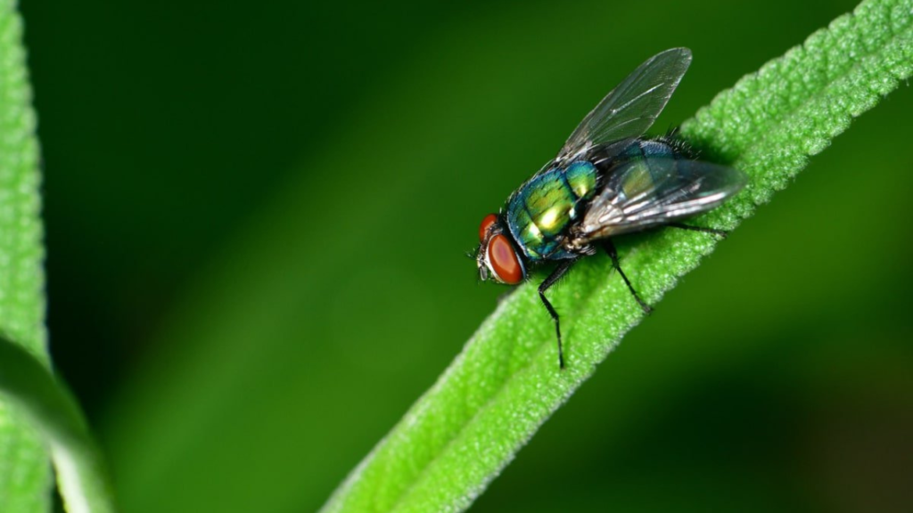 cluster fly